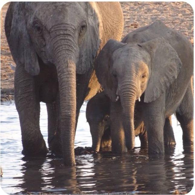 Elephants in wild in Namibia study abroad trip